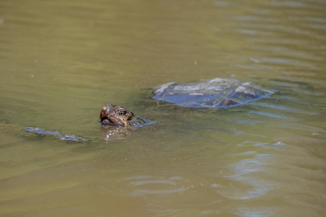 Common snapping turtle  Chelydra serpentina,Common snapping turtle,Geotagged,Spring,United States