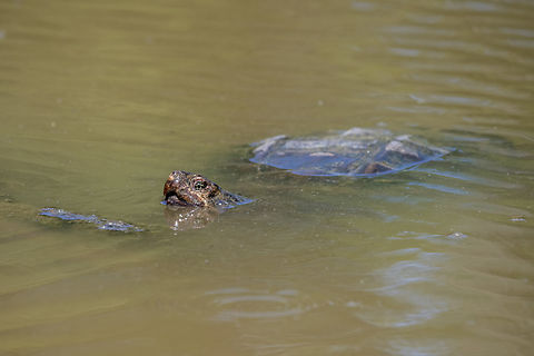 Common snapping turtle  Chelydra serpentina,Common snapping turtle,Geotagged,Spring,United States