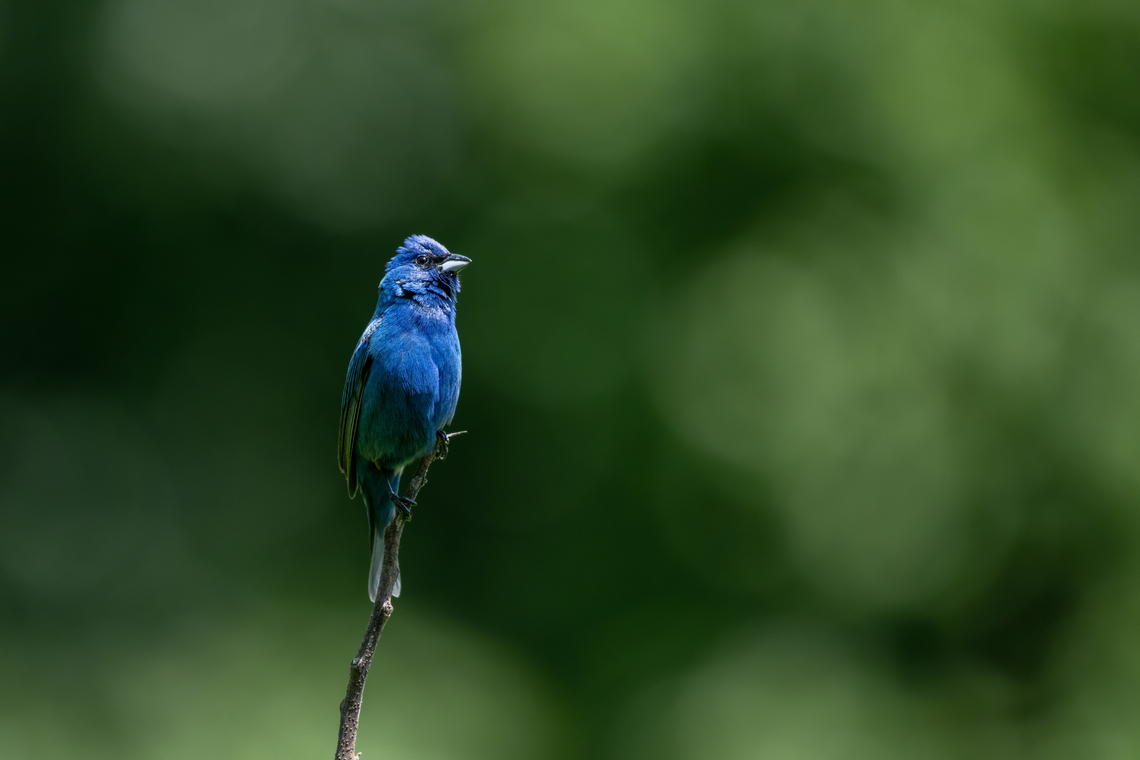 Indigo bunting  Geotagged,Indigo Bunting,Passerina cyanea,Spring,United States