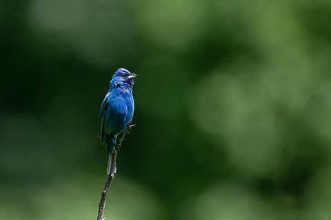Indigo bunting  Geotagged,Indigo Bunting,Passerina cyanea,Spring,United States