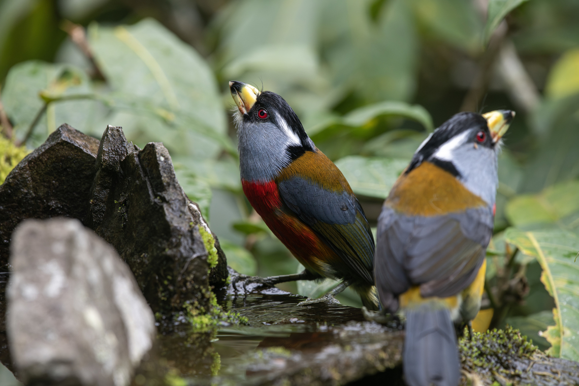 Toucan Barbet  Ecuador,Geotagged,Semnornis ramphastinus,Spring,Toucan Barbet