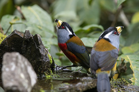 Toucan Barbet  Ecuador,Geotagged,Semnornis ramphastinus,Spring,Toucan Barbet