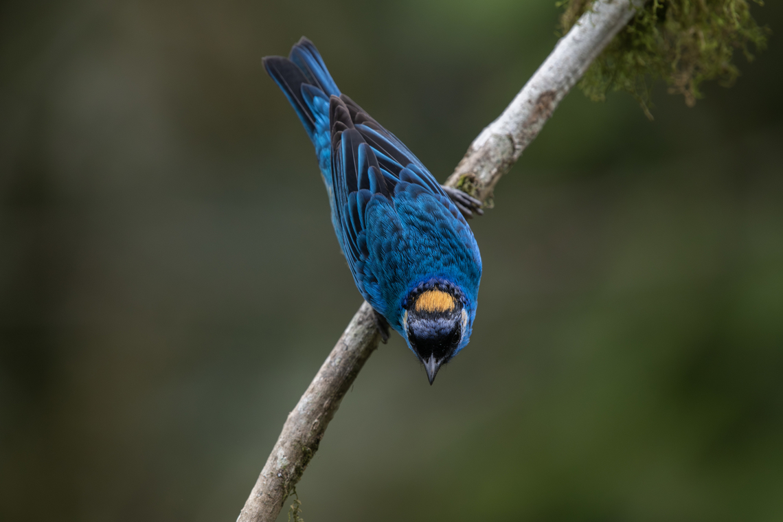 Golden-naped tanager  Chalcothraupis ruficervix,Ecuador,Geotagged,Golden-naped tanager,Spring