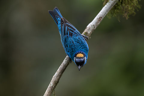 Golden-naped tanager  Chalcothraupis ruficervix,Ecuador,Geotagged,Golden-naped tanager,Spring