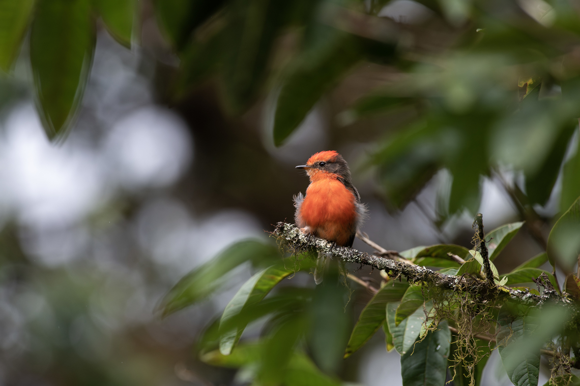 Vermillion flycatcher  Ecuador,Fall,Geotagged,Pyrocephalus rubinus,Scarlet flycatcher