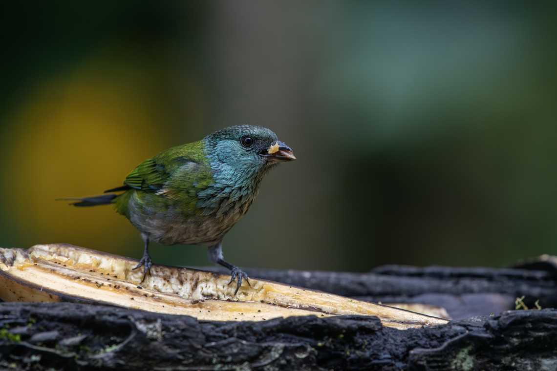 Black-capped tanager  Black-capped tanager,Ecuador,Geotagged,Spring,Stilpnia heinei