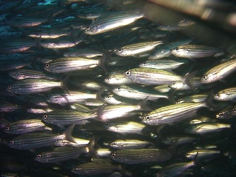 Black-striped salema  Ecuador,Geotagged,Xenocys,Xenocys jessiae