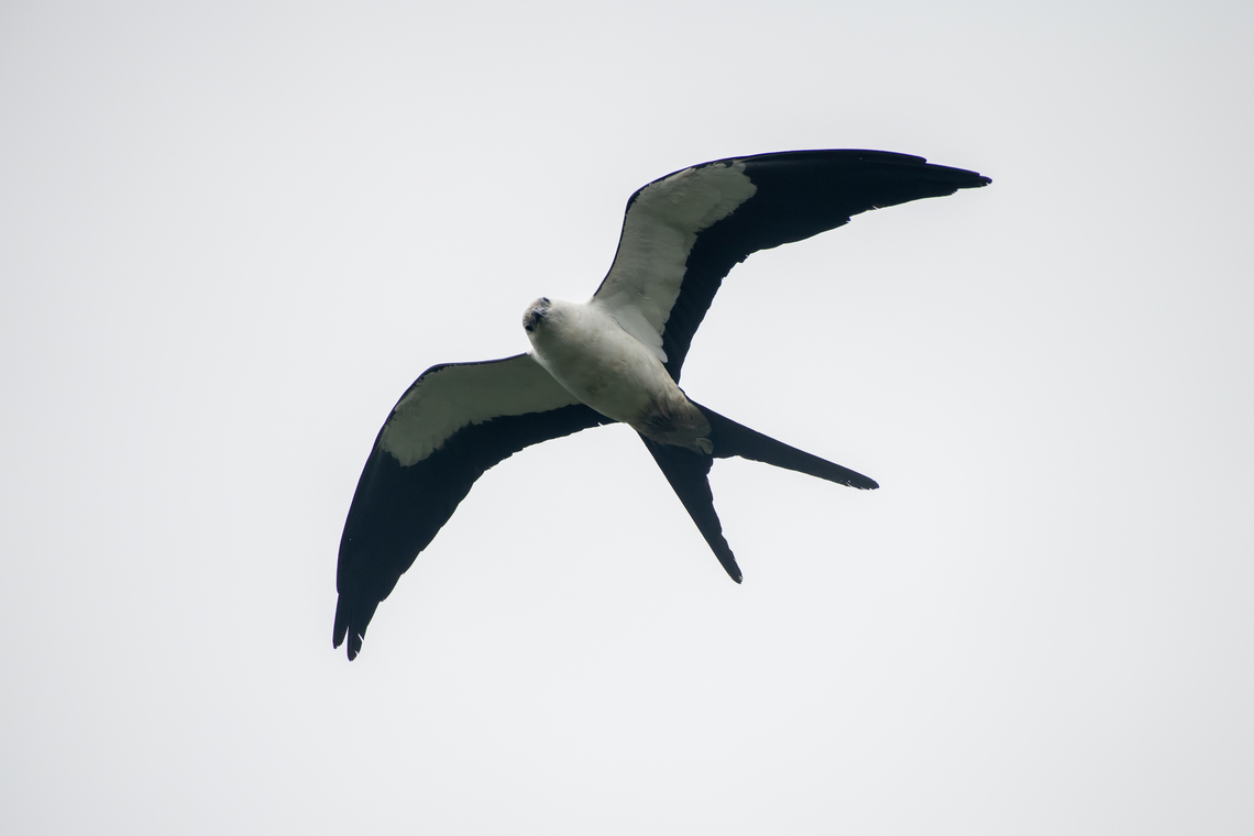 Swallow-tailed kite  Ecuador,Elanoides forficatus,Geotagged,Spring,Swallow-tailed Kite