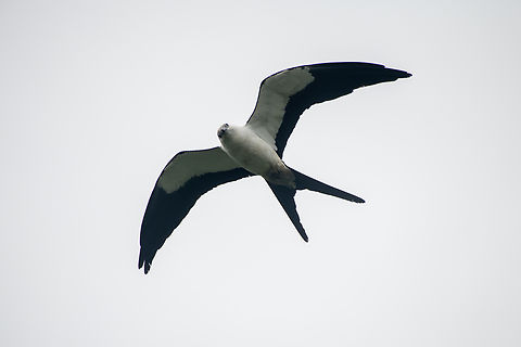 Swallow-tailed kite Ecuador,Elanoides forficatus,Geotagged,Spring,Swallow-tailed Kite