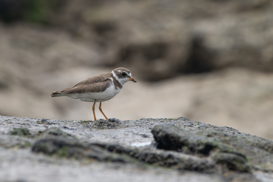 Semipalmated plover  Charadrius semipalmatus,Ecuador,Fall,Geotagged,Semipalmated plover