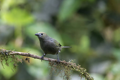 Palm tanager Ecuador,Geotagged,Palm Tanager,Spring,Thraupis palmarum