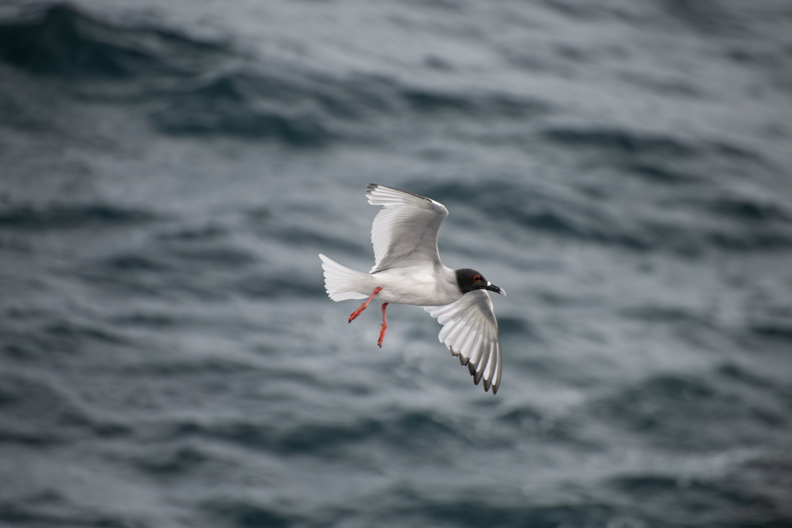 Swallow-tailed gull  Creagrus furcatus,Ecuador,Fall,Geotagged,Swallow-tailed gull