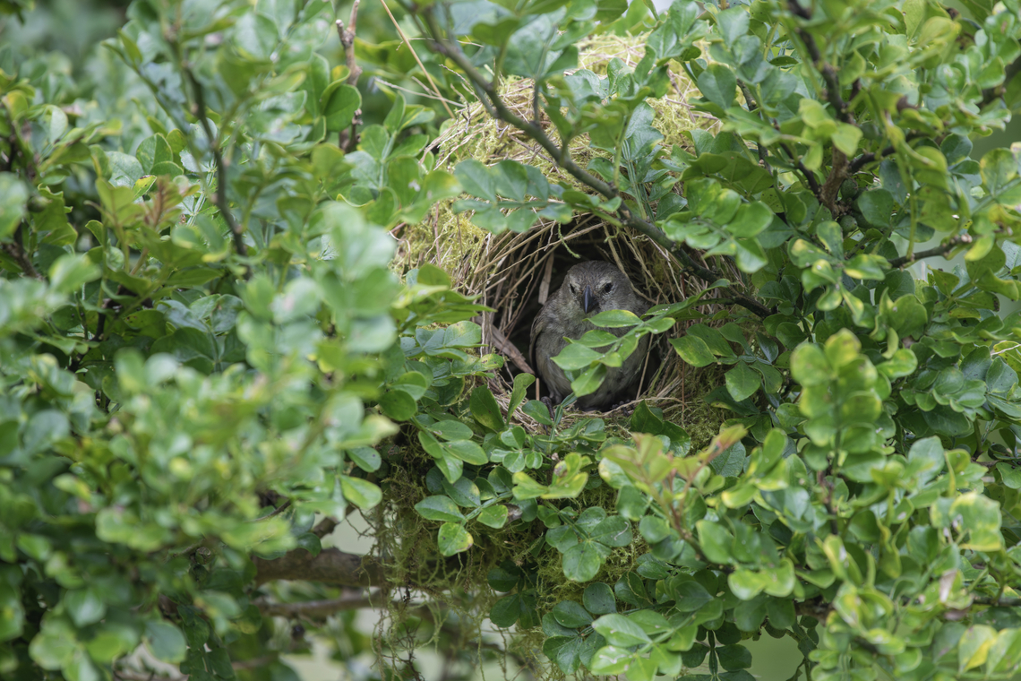 Darwin's finch Need help identifying specific species.  Ecuador,Fall,Geotagged