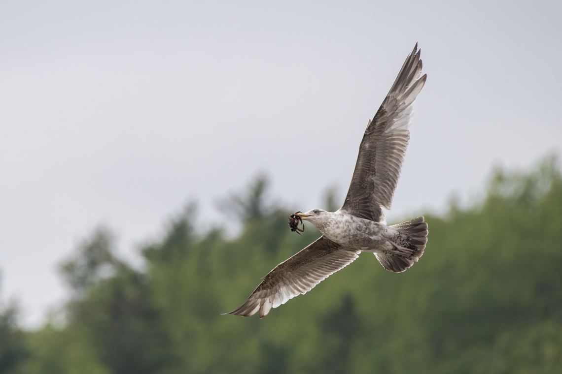 Herring Gull  American Herring Gull,Bar Harbor,Geotagged,Larus smithsonianus,Maine,Spring,United States