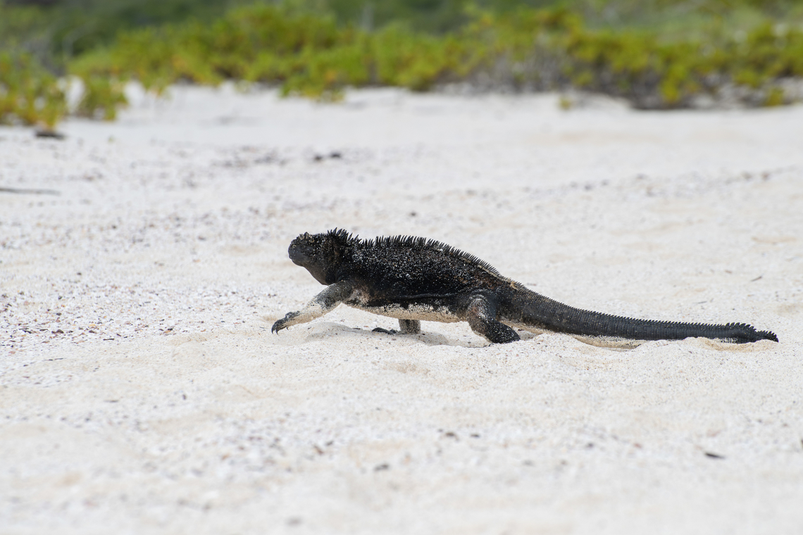 Marine Iguana  Amblyrhynchus cristatus,Ecuador,Fall,Geotagged,Marine iguana