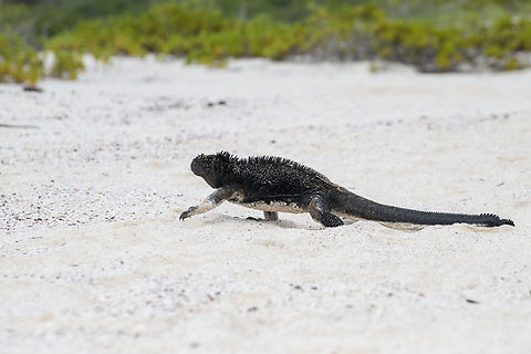 Marine Iguana  Amblyrhynchus cristatus,Ecuador,Fall,Geotagged,Marine iguana