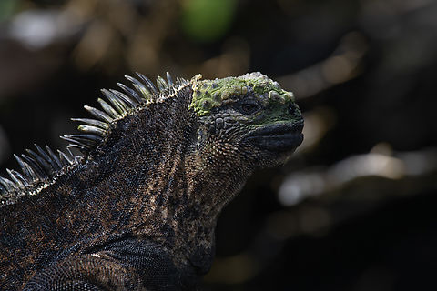 Marine Iguana  Amblyrhynchus cristatus,Ecuador,Fall,Geotagged,Marine iguana
