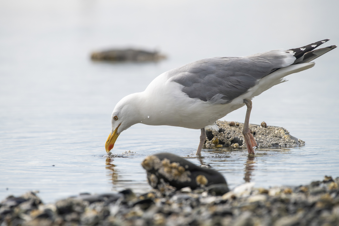 Herring Gull  American Herring Gull,Geotagged,Larus smithsonianus,Spring,United States