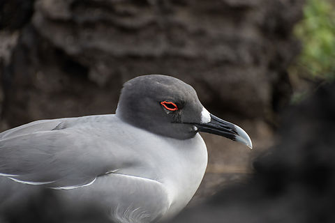 Swallow-tailed gull  Creagrus furcatus,Ecuador,Fall,Geotagged,Swallow-tailed gull
