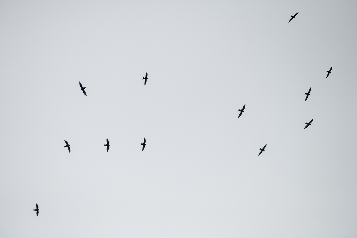 White-collared swift  Ecuador,Geotagged,Spring,Streptoprocne zonaris,White-collared swift