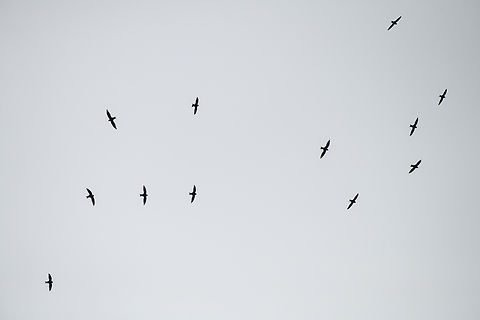 White-collared swift  Ecuador,Geotagged,Spring,Streptoprocne zonaris,White-collared swift
