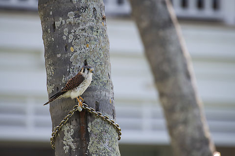 American Kestrel  American Kestrel,Falco sparverius,Geotagged,Summer,The Bahamas