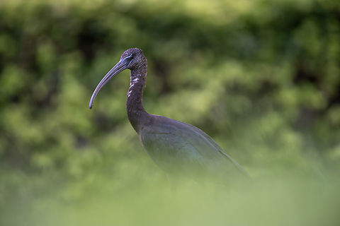 Glossy Ibis  Geotagged,Glossy Ibis,Plegadis falcinellus,Summer,The Bahamas