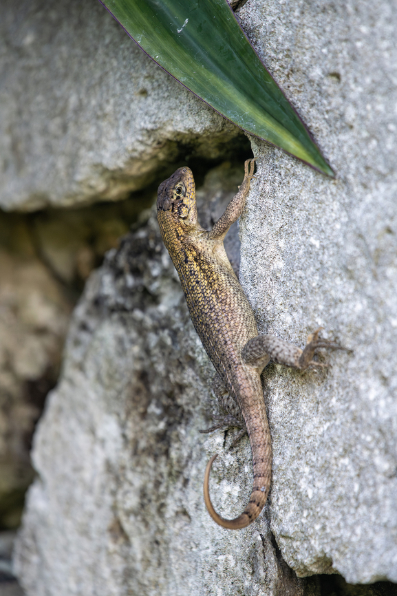 Northern curly-tailed lizard  Geotagged,Leiocephalus carinatus,Northern curly-tailed lizard,Summer,The Bahamas