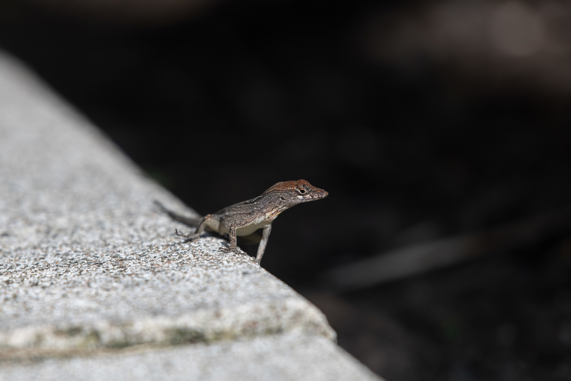 Brown anole  Anolis sagrei,Brown anole,Geotagged,Summer,The Bahamas