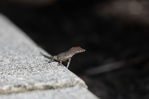 Brown anole  Anolis sagrei,Brown anole,Geotagged,Summer,The Bahamas