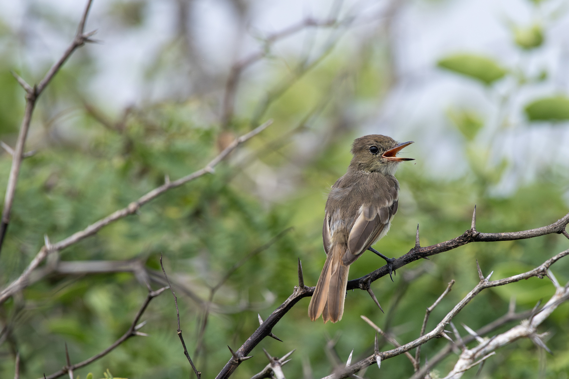 Gal&aacute;pagos Flycatcher  Ecuador,Fall,Gal&aacute;pagos flycatcher,Geotagged,Myiarchus magnirostris