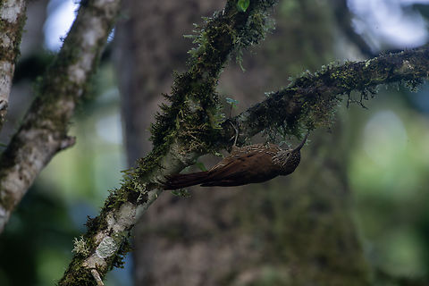 Montane Woodcreeper  Ecuador,Geotagged,Lepidocolaptes lacrymiger,Montane woodcreeper,Spring