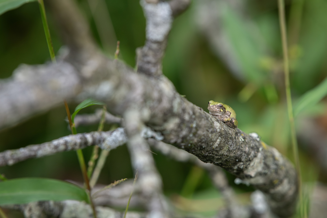 Gray treefrog  Cinclocerthia gutturalis,Fall,Geotagged,Gray treefrog,Hyla versicolor,United States