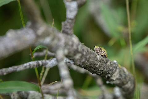 Gray treefrog  Cinclocerthia gutturalis,Fall,Geotagged,Gray treefrog,Hyla versicolor,United States