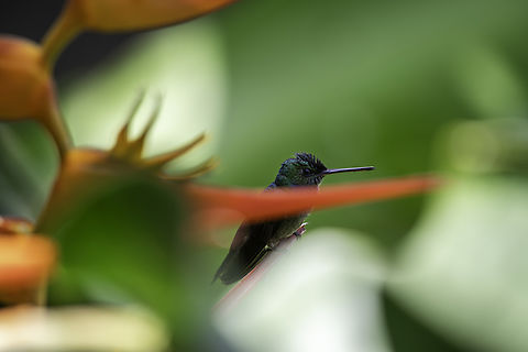 Charming hummingbird  Amazilia decora,Charming hummingbird,Costa Rica,Geotagged,Winter