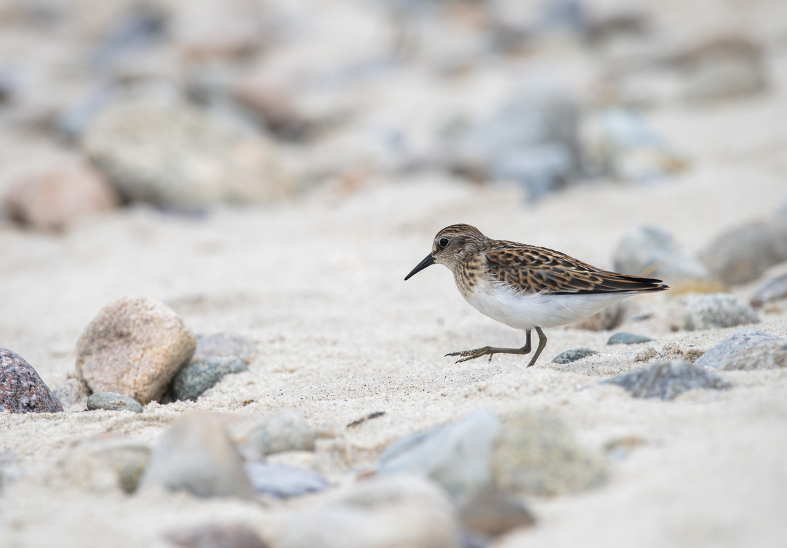 Least Sandpiper  Calidris minutilla,Geotagged,Least sandpiper,Summer,United States