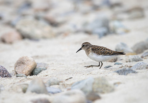 Least Sandpiper  Calidris minutilla,Geotagged,Least sandpiper,Summer,United States