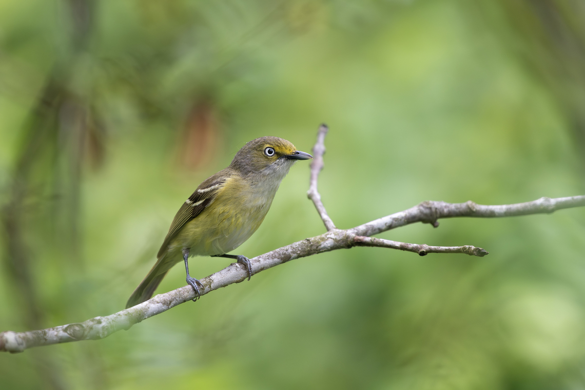 White-eyed Vireo  Geotagged,United States,Vireo griseus,White-eyed vireo
