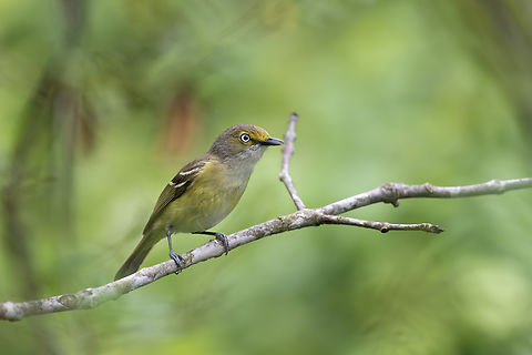 White-eyed Vireo Geotagged,United States,Vireo griseus,White-eyed vireo