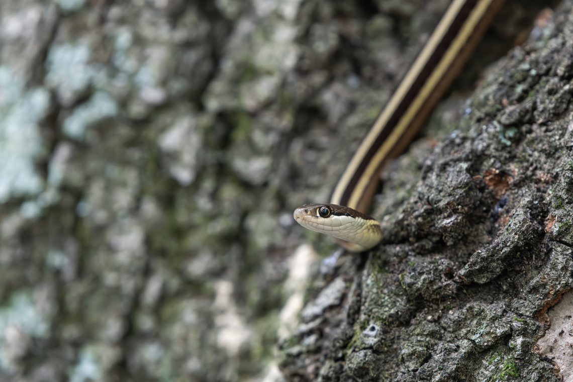 Eastern Ribbon Snake  Eastern Ribbon Snake,Geotagged,Summer,Thamnophis sauritus sauritus,United States