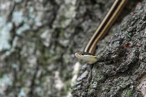 Eastern Ribbon Snake  Eastern Ribbon Snake,Geotagged,Summer,Thamnophis sauritus sauritus,United States