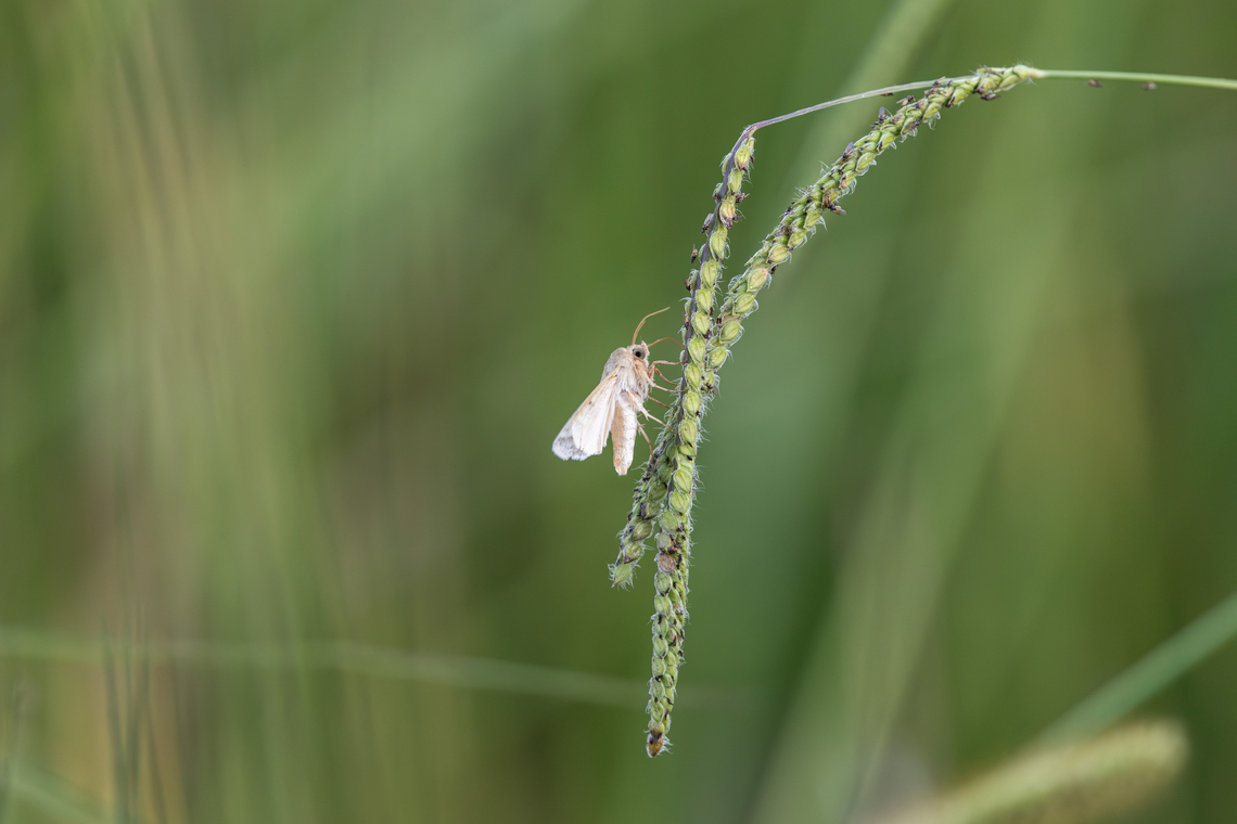 Tobacco budworm moth Not 100% on this ID, so please correct if needed. Chloridea virescens,Geotagged,Tobacco Budworm Moth,United States