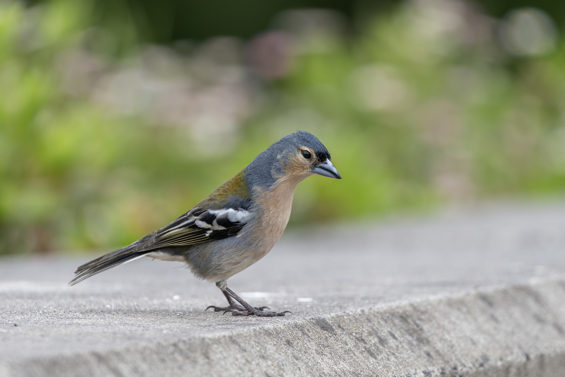 Azores Chaffinch  Azores chaffinch,Fringilla coelebs moreletti,Geotagged,Portugal,Spring