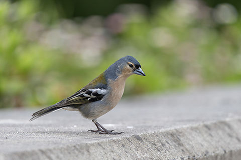 Azores Chaffinch  Azores chaffinch,Fringilla coelebs moreletti,Geotagged,Portugal,Spring
