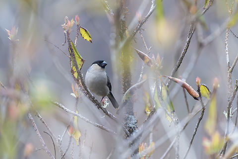 Azores Bullfinch  Azores bullfinch,Geotagged,Portugal,Pyrrhula murina,Spring