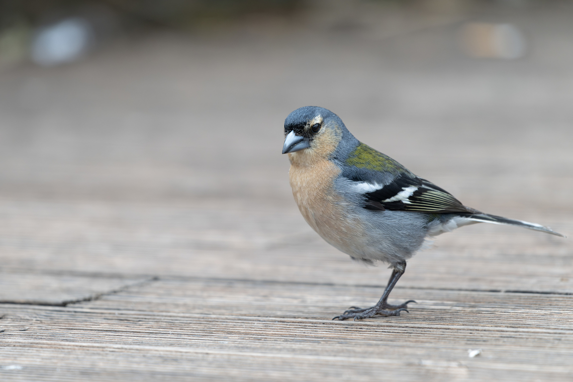 Azores Chaffinch  Azores chaffinch,Fringilla coelebs moreletti,Geotagged,Portugal,Spring