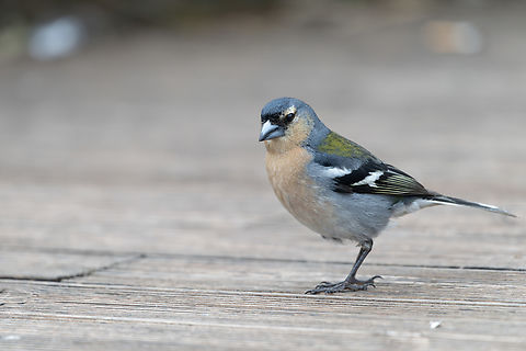 Azores Chaffinch  Azores chaffinch,Fringilla coelebs moreletti,Geotagged,Portugal,Spring