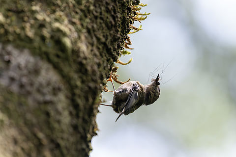 Goldcrest  Geotagged,Portugal,Regulus regulus azoricus,Spring,S&atilde;o Miguel goldcrest