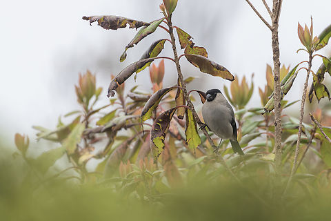 Azores Bullfinch  Azores bullfinch,Geotagged,Portugal,Pyrrhula murina,Spring
