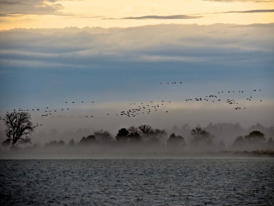 Canada Geese                                 Branta canadensis,Canada Goose,Fall,Geotagged,United States